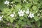 Rubus fruticosus, blackberry flower