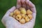 Rubus idaeus Golden Queen yellow raspberries on the hand palm, group of tasty ripened fruits