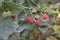 Rubus idaeus, shrub, a species of the Rubus genus of the family Rosaceae