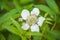 Rubus illecebrosus blooming