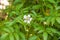 Rubus illecebrosus blooming