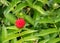 Rubus illecebrosus. Closeup of red balloon berry or strawberry r