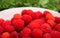 Rubus illecebrosus. Closeup of red balloon berry or strawberry r