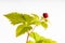 Rubus pubescens - Trailing Bramble on White