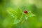 Rubus pubescens - Trailing Raspberry