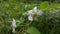 Rubus trifidus plant floral background