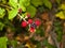 Rubus ulmifolius - Blackberries on the bush on autumn