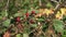 Rubus ulmifolius - Mature blackberries on the bush on autumn