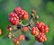 Rubus ulmifolius, wild blackberry