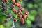 Rubus ulmifolius, wild blackberry