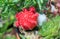 Ruby ball cactus Gymnocalycium or red cap cactus
