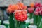 Ruby ball cactus Gymnocalycium or red cap cactus