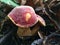 Ruby Bolete - Hortiboletus rubellus