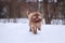 Ruby cavalier king charles spaniel in snow