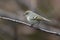 Ruby crowned Kinglet