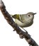 Ruby-crowned kinglet bird. Bird clipart. AI-generated.