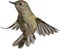 Ruby-crowned kinglet bird. Bird clipart. AI-generated.