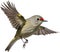 Ruby-crowned kinglet bird. Bird clipart. AI-generated.