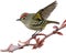 Ruby-crowned kinglet bird. Bird clipart. AI-generated.