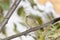 A ruby crowned kinglet perched on a bracnh with fall colors in the background