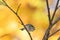 A ruby crowned kinglet perched on a bracnh with fall colors in the background