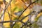 A ruby crowned kinglet perched on a bracnh with fall colors in the background