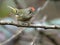 Ruby-crowned Kinglet Perched on a Branch