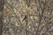 Ruby-crowned Kinglet Perched in Dry Vegetation in Winter in Southern Utah