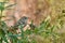 Ruby-crowned kinglet perched quietly in the shrubs