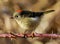 Ruby Crowned Kinglet - Regulus calendula