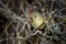 Ruby-crowned Kinglet Regulus calendula close-up