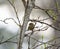 Ruby-crowned kinglet resting in woods