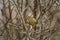 Ruby-crowned kinglet resting in woods