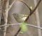 Ruby-crowned kinglet resting in woods