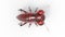 Ruby gem stone bug statuette. Isolated.