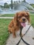 Ruby king charles cavalier panting in front of the Fountain