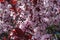 Ruby leaves and pink flowers of Prunus pissardii in spring