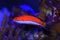 Ruby Longfin Fairy Wrasse - Cirrhilabrus rubeus