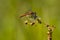 Ruby Meadowhawk Dragonfly on Flower Bud