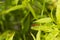 Ruby Meadowhawk Dragonfly Pausing on Leaf