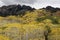 Ruby Mountain above aspen trees by Kebler Pass