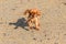 A ruby puppy running