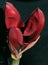 Ruby Red Amaryllis