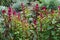 Ruby red flowers of Celosia argentea var. cristata