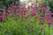 Ruby red flowers and green leaves of Penstemon `Schoenholzeri` AKA Penstemon hartwegii `Firebird`; Penstemon rupicola `Ruby`