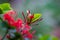 Ruby Red Pentas flower Or Birds Plant  in full bloom against natures background during spring time