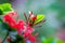 Ruby Red Pentas flower Or Birds Plant  in full bloom against natures background during spring time