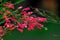 Ruby Red Pentas flower Or Birds Plant in full bloom and wet on a rain day during monsoons