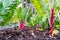 Ruby red or pink swiss chard with bright green leaves as a leafy vegetable growing in a home organic garden as a gardening hobby