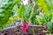 Ruby red or pink swiss chard with bright green leaves as a leafy vegetable growing in a home organic garden as a gardening hobby